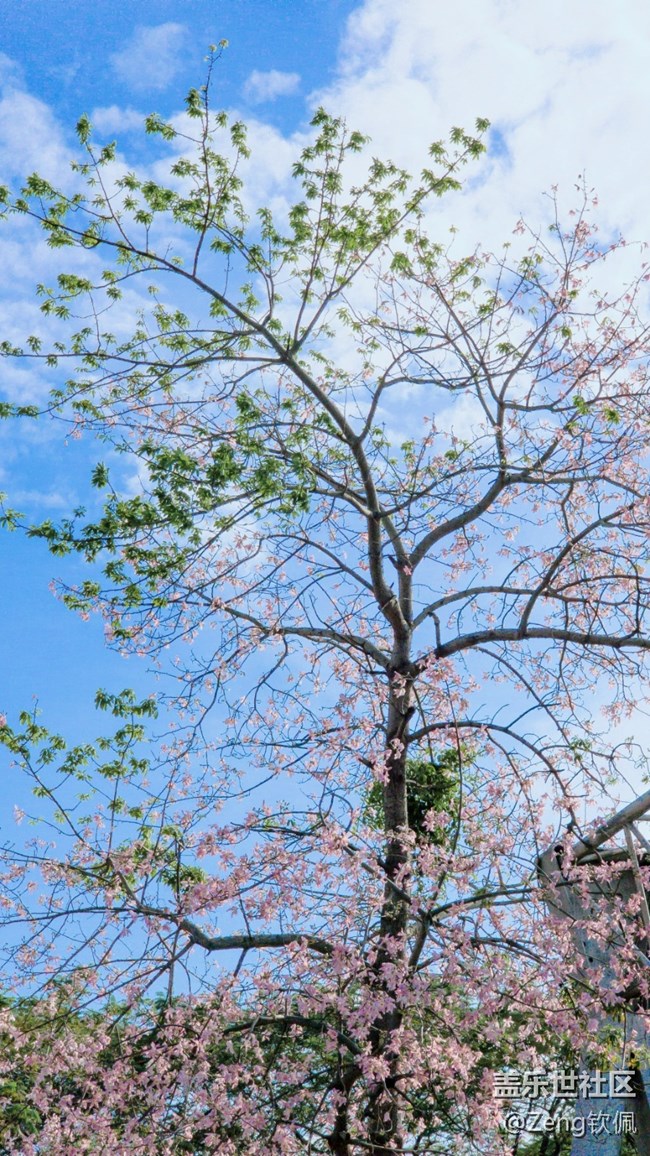 【美之間】花開之季異木棉的燦爛