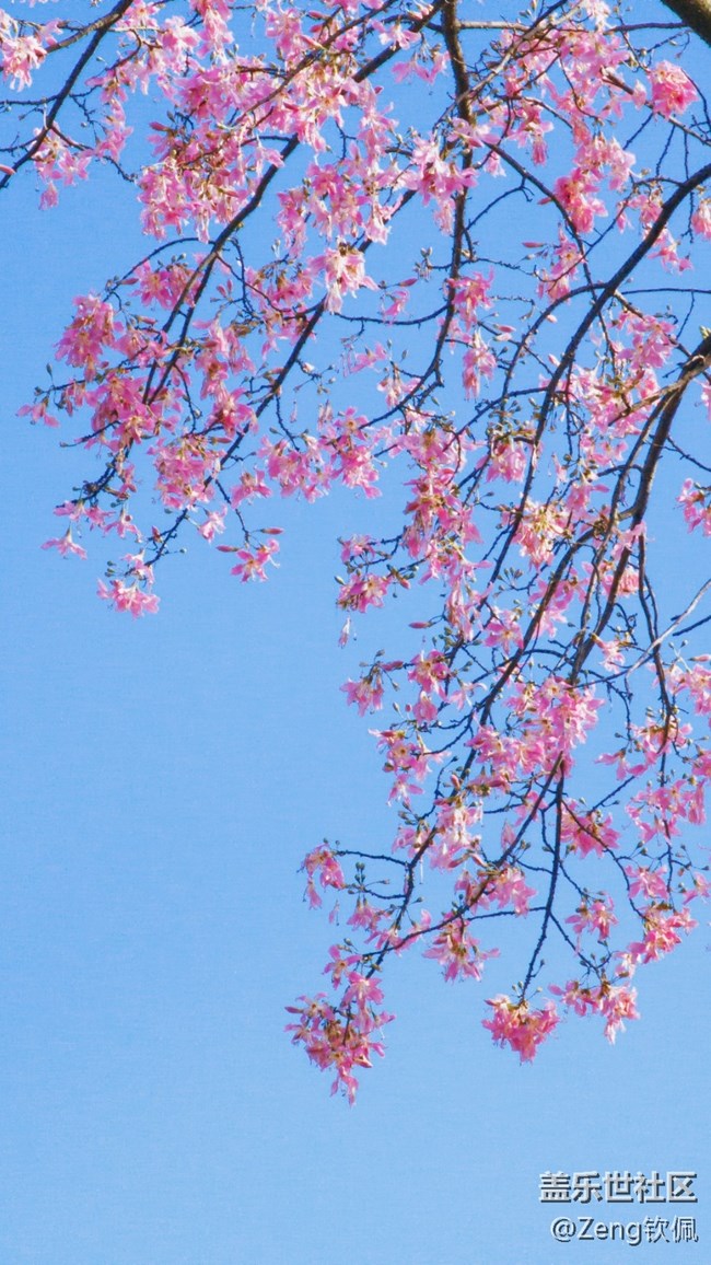 【美之間】花開之季異木棉的燦爛