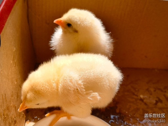 【我要當(dāng)錦鯉】——小萌雞