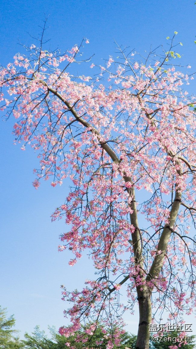 【美之間】花開之季異木棉的燦爛