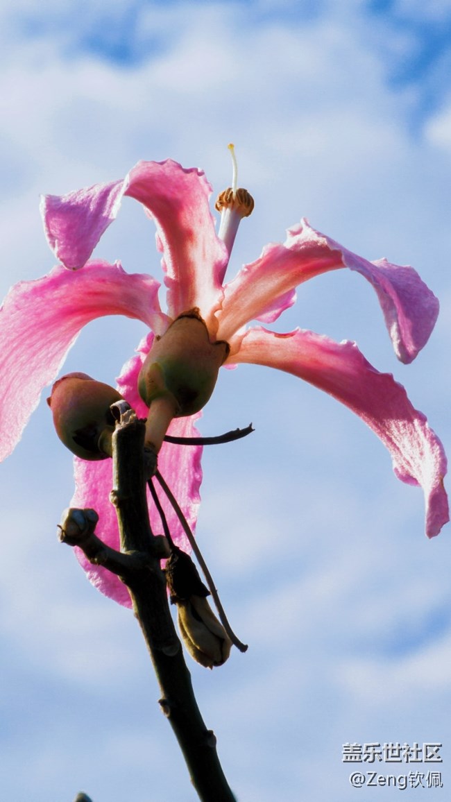 【美之間】花開之季異木棉的燦爛