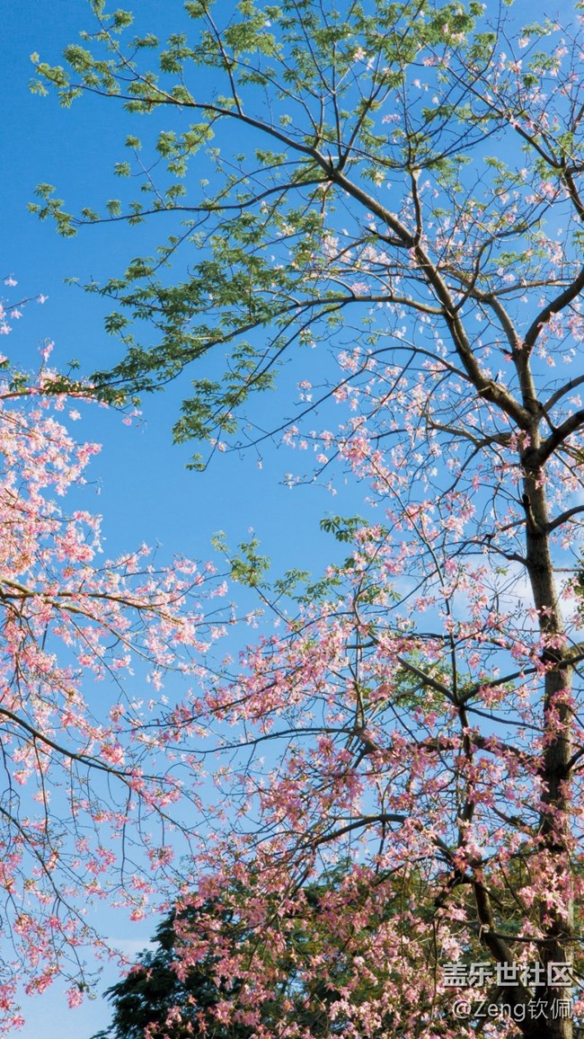 【美之間】花開之季異木棉的燦爛