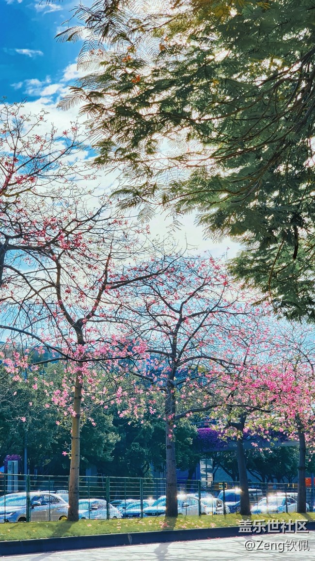 【美之間】花開之季異木棉的燦爛