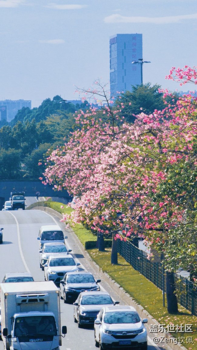 【美之間】花開之季異木棉的燦爛