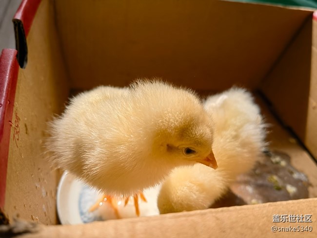 【我要當(dāng)錦鯉】——小萌雞