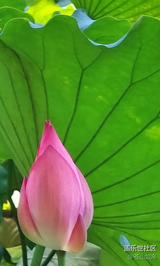 【美之間】荷花美