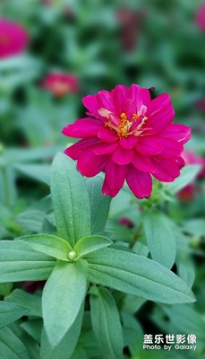 【多彩生活】那些花兒