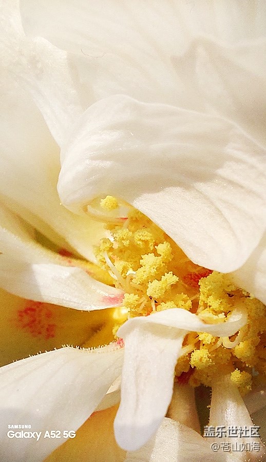 【微距里的景色】芙蓉花蕊