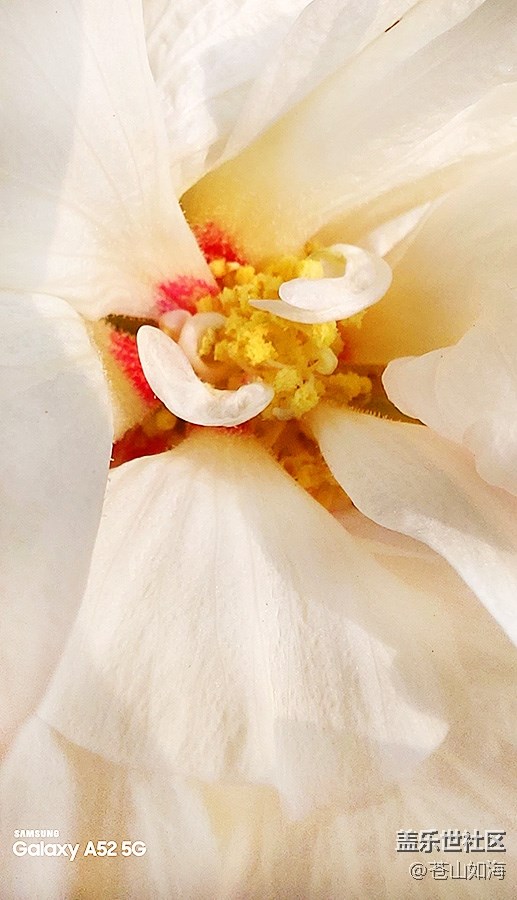 【微距里的景色】芙蓉花蕊