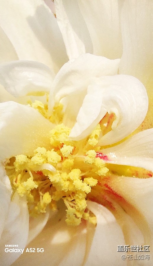 【微距里的景色】芙蓉花蕊