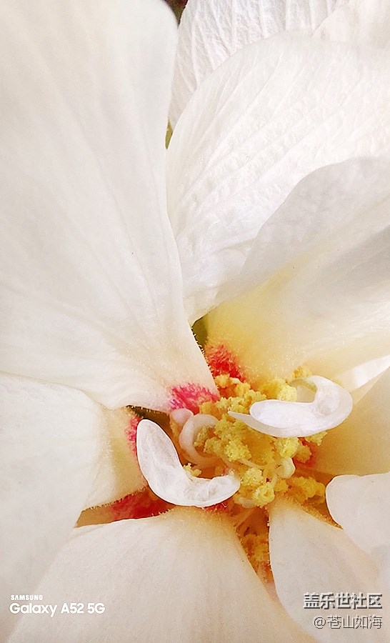 【微距里的景色】芙蓉花蕊