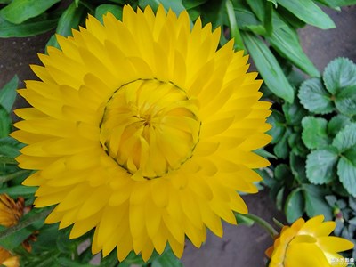 【多彩生活】+ 花開花落知多少