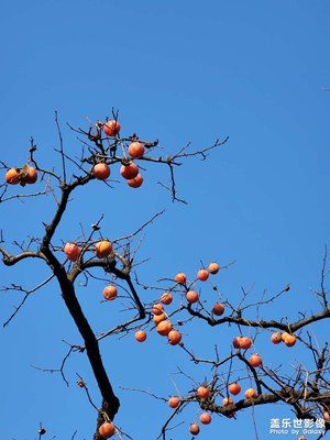 【多彩生活】+ 秦嶺秋天