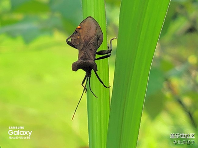 【微距里的景色】微距下的小小蟲