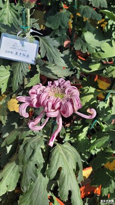 趵突泉43屆菊展-1
