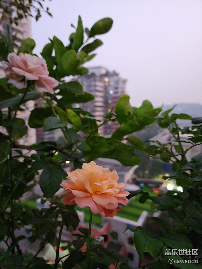 【美之間】長焦真的很好用