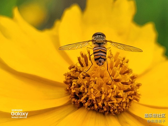 【微距里的景色】微距下的小小蟲