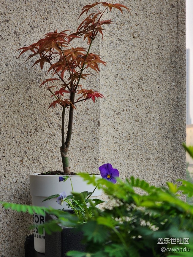 【美之間】長焦真的很好用