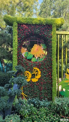 趵突泉43屆菊展-5
