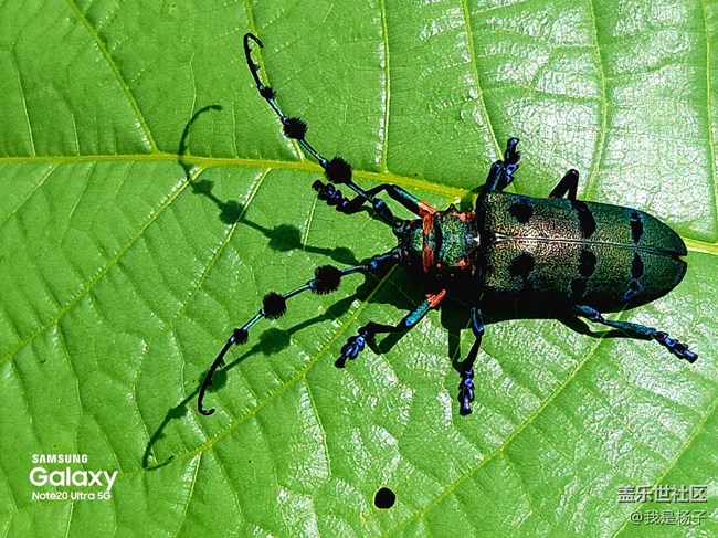【微距里的景色】微距下的小小蟲