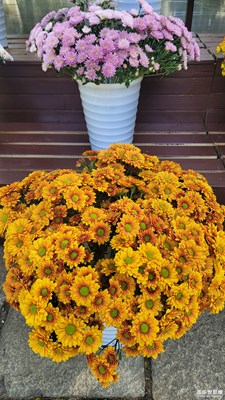 趵突泉43屆菊展-3