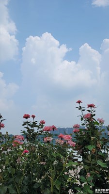 平原隨拍