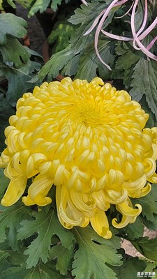 趵突泉43屆菊展-2