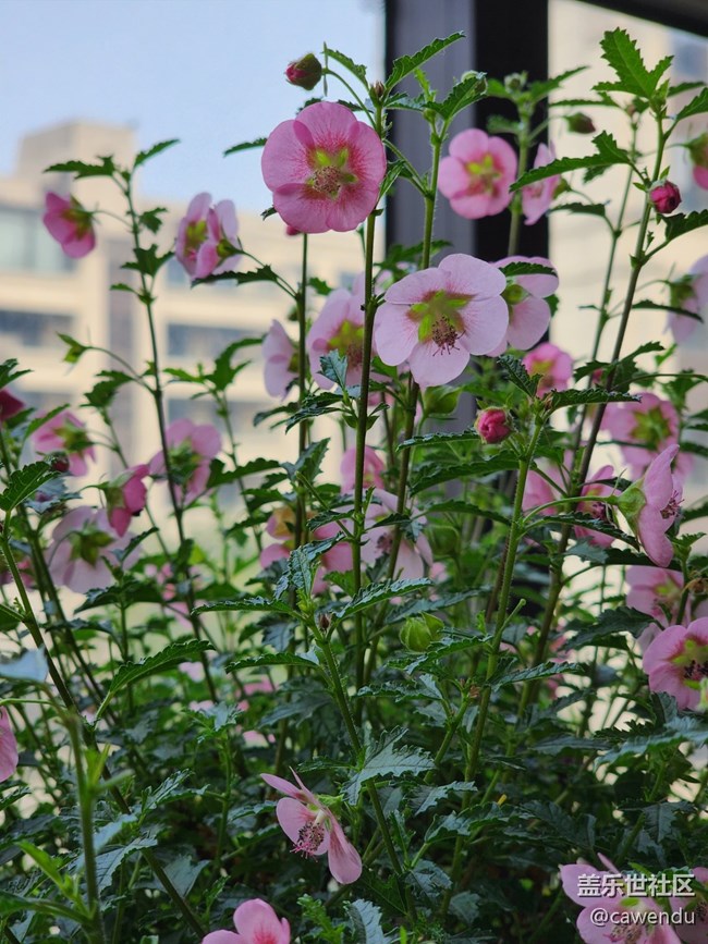 【美之間】長焦真的很好用