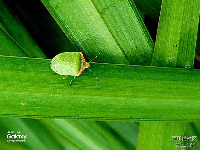 【微距里的景色】微距下的小小蟲