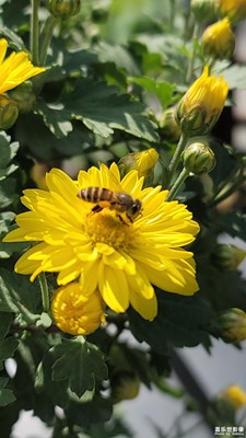 趵突泉43屆菊展-9