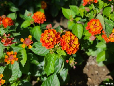 【多彩生活】+希望之花