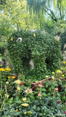 趵突泉43屆菊展-8