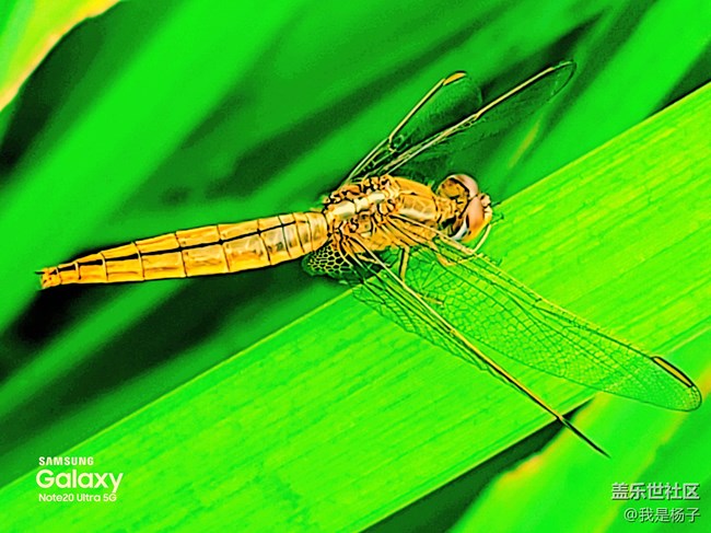 【微距里的景色】微距下的小小蟲