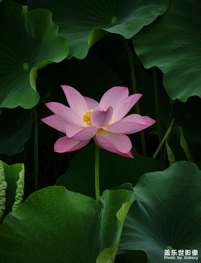 《每周星鮮事》 第125期: