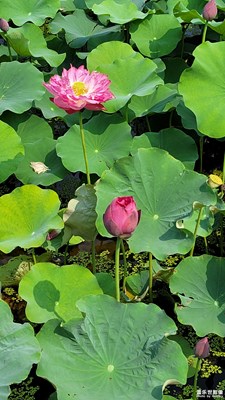 濕地紅荷風(fēng)景區(qū)