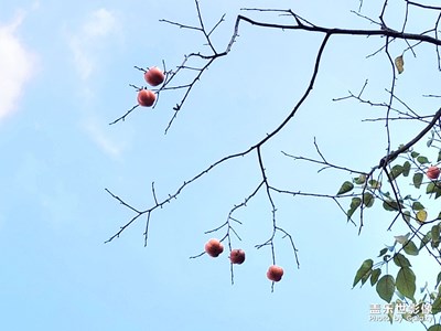 【秋去冬來(lái)】+ 國(guó)畫和油畫