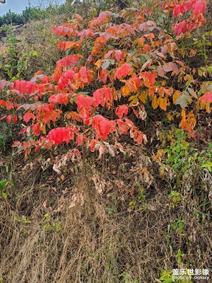 紅葉