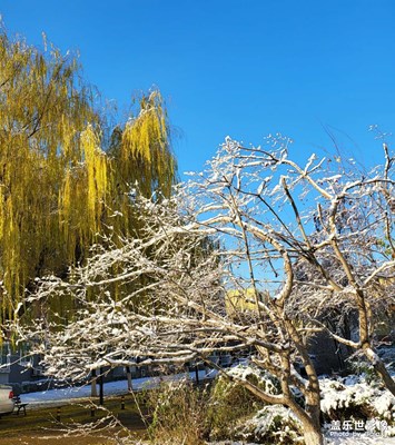 雪后隨手拍