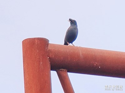 【秋去冬來】+抓拍小鳥