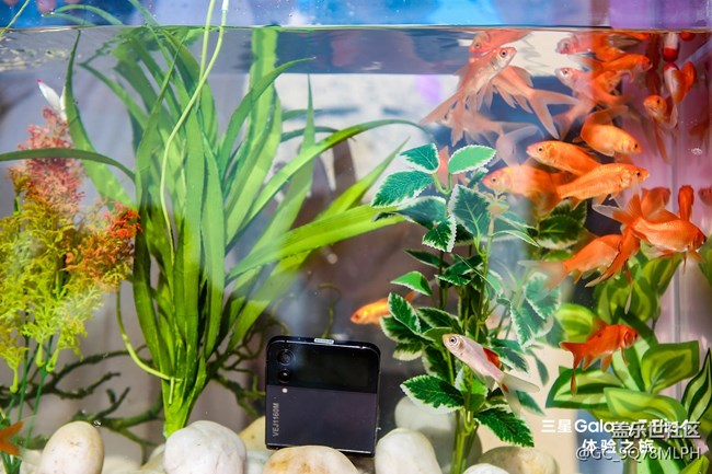 11.12號Galaxy Z Flip4 廈門體驗之旅 11.12號Galaxy Z Flip4 廈門體驗之旅