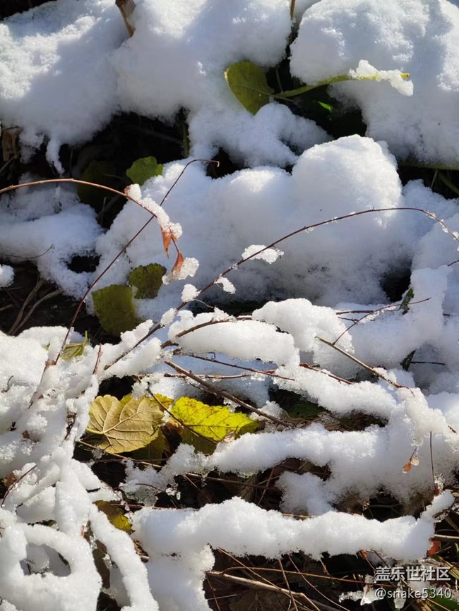 【凌冬將至】+2022年的第一場雪