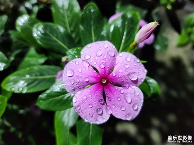 【秋去冬來】+ 花兒