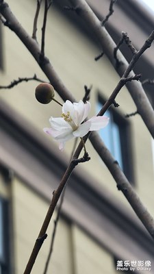 一枝獨秀