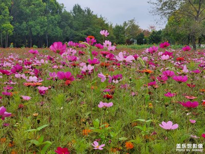 【秋去冬來】＋打卡文化公園