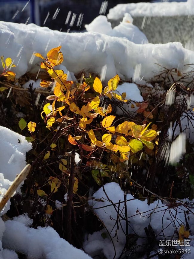 【凌冬將至】+2022年的第一場雪