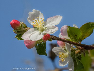 Galaxy S22Ultra    秋海棠