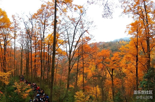 【晚秋】秋染山林