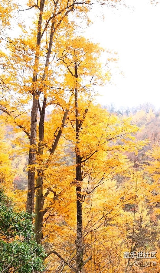 【晚秋】秋染山林