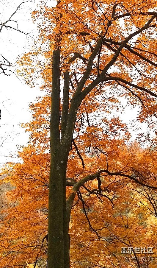 【晚秋】秋染山林