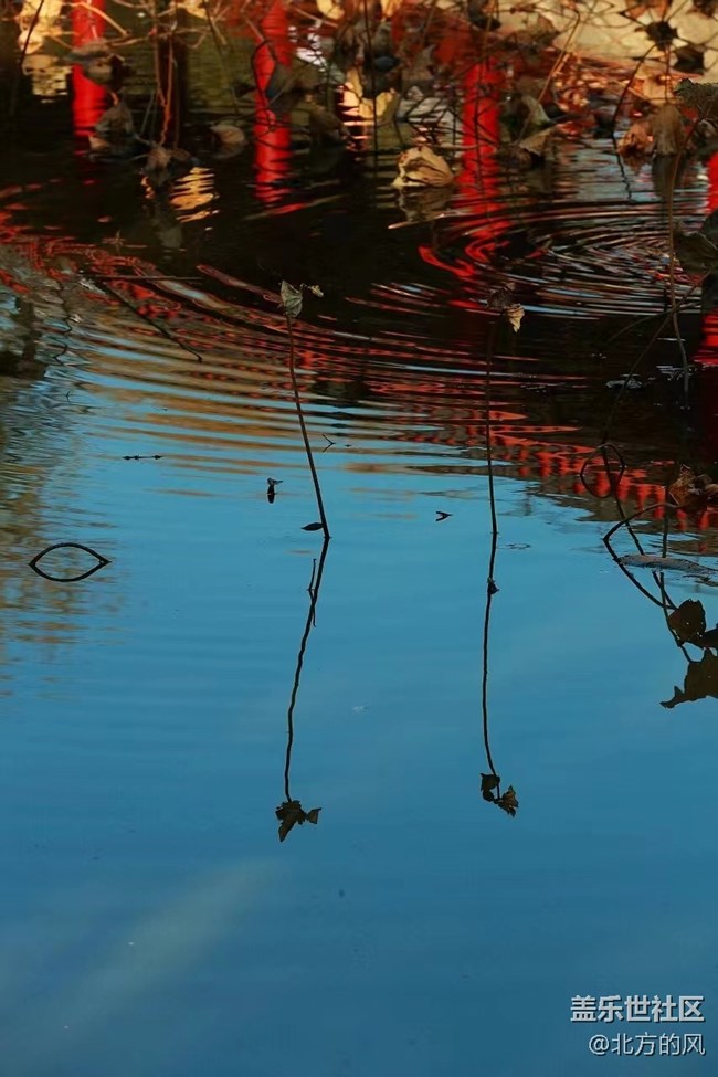 【晚秋】----不一樣的風景